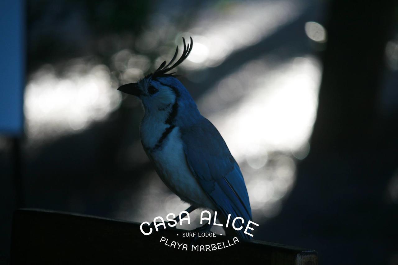 Casa Alice Marbella Lodge 外观 照片